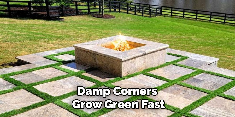Damp Corners 
Grow Green Fast